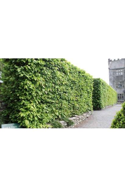 Граб звичайний жива зелена огорожа в ландшафті